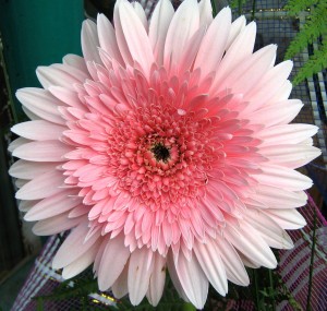 Gerbera rose