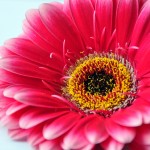 Gerbera