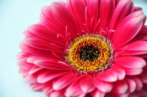 Gerbera