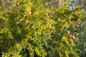 Grenade en automne