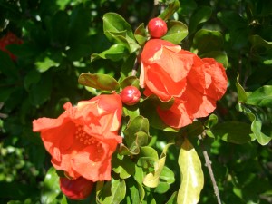 Grenadier en fleurs