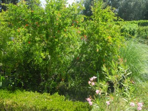 Grenadier en fleurs