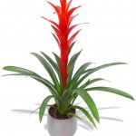 Guzmania