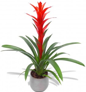 Guzmania