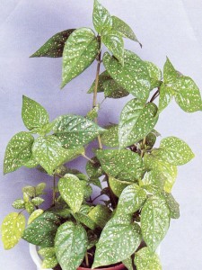 Hypoestes