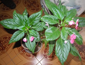 Impatiens