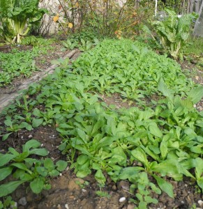 Mâche cultivée en butte