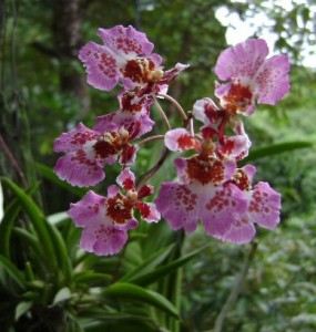 Oncidium