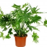 Philodendron