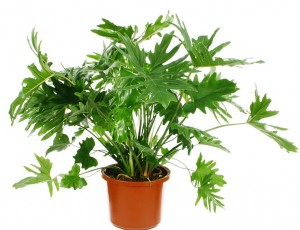 Philodendron