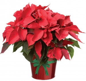 Poinsettia