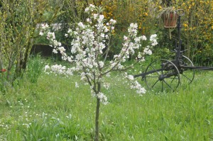 Pommier décoratif en fleurs