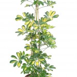 Schefflera