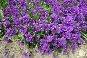 Violas