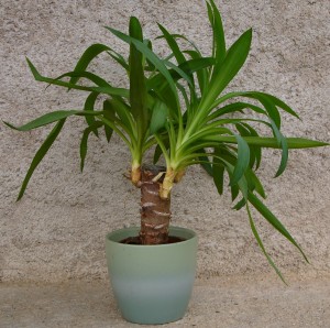 planter une pousse de yucca