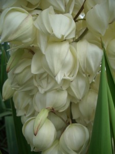 Yucca