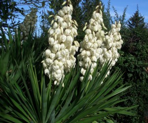 Yucca