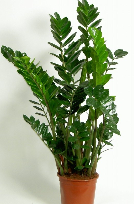 Zamioculcas