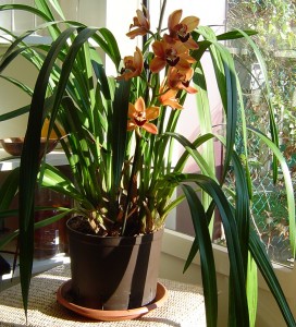 Cymbidium