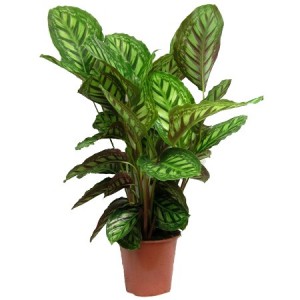 Maranta