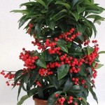 Ardisia