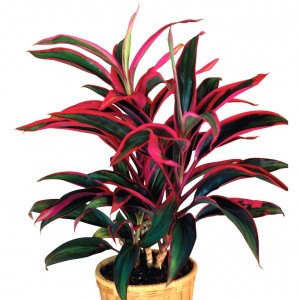 Cordyline