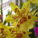 Oncidium