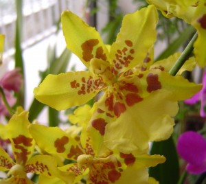 Oncidium