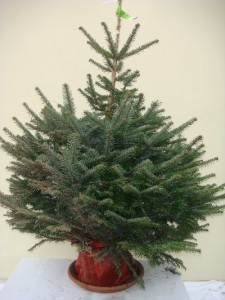 Sapin de Noël