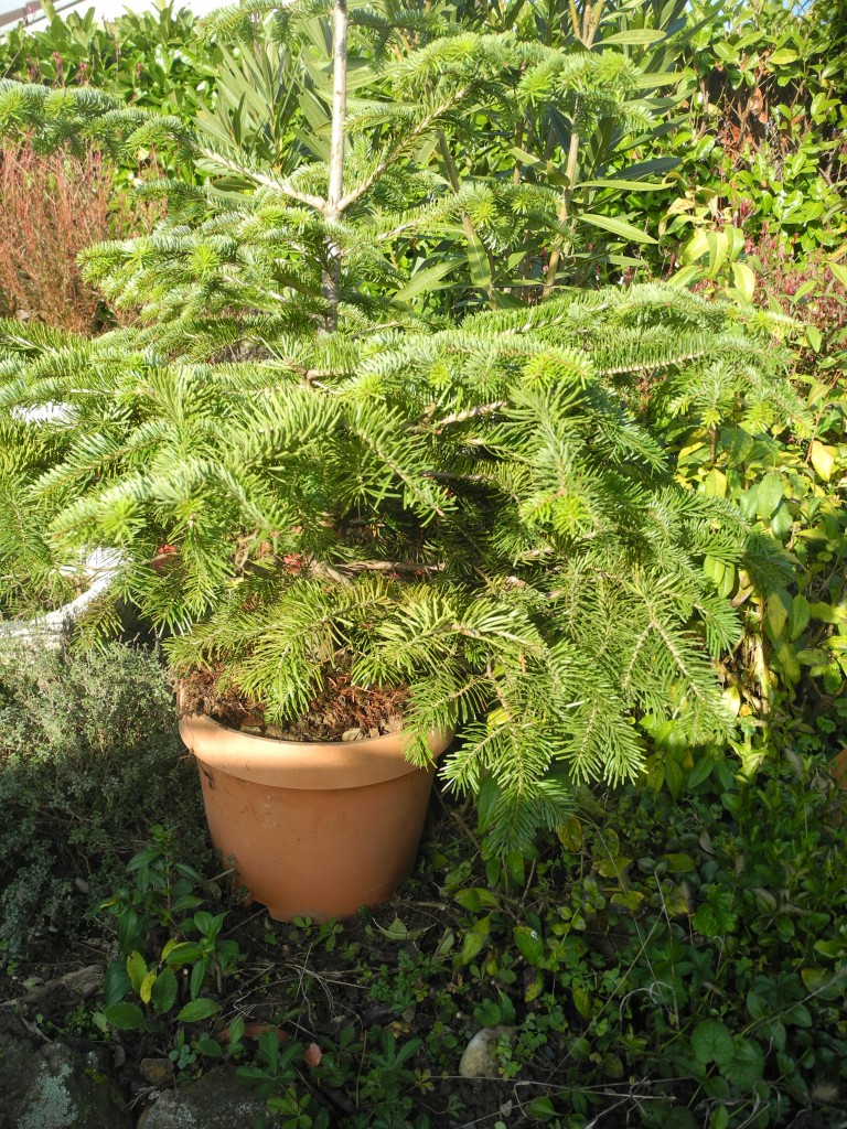 sapin-en-pot