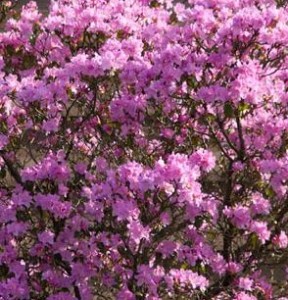 Rhododendron précoce