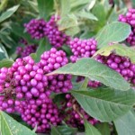 Callicarpa