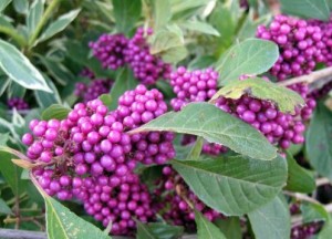 Callicarpa