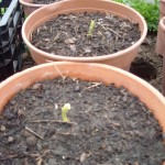 Chayote en pots