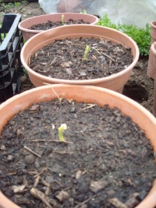 Chayote en pots