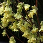 Corylopsis