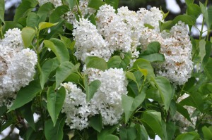 Lilas blanc