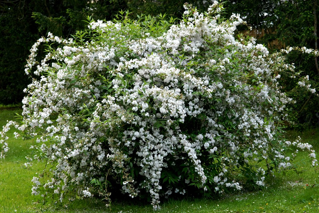 Deutzia