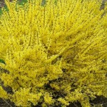 Forsythia