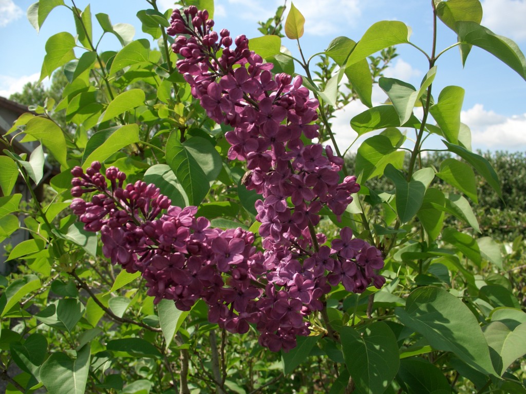 Lilas