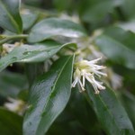 Sarcococca