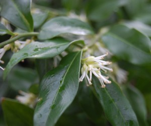 Sarcococca