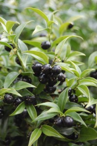 Sarcococca