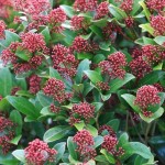 Skimmia