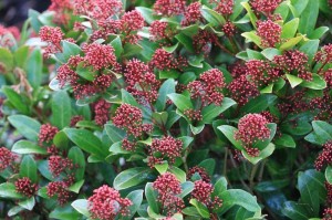 skimmia