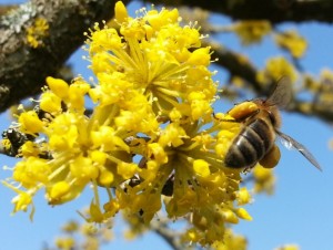 Abeille sur cornouiller