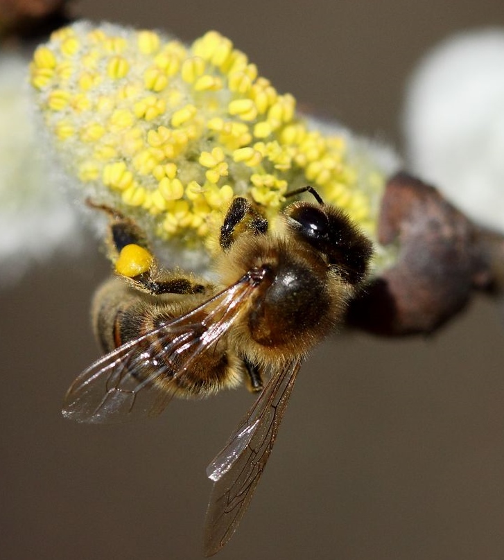 Abeille sur saule Marsault