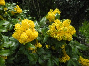 Mahonia