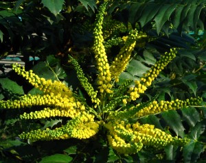 Mahonia