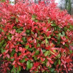 Photinia